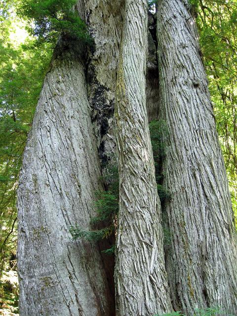 Bolan Mt & Redwoods-171.JPG - Corkscrew Tree